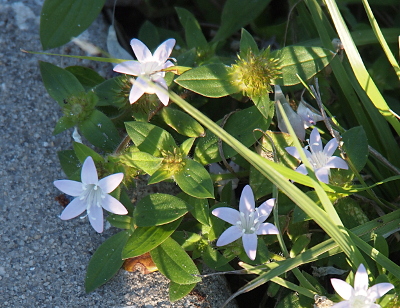 [Approximately five six-petal white flowers sprout from greenerly alongside the sidewalk. Each flower has a circle of six white stamen at the outer edge of the center depression.Each flower is approximately three quarters of an inch in diameter.]